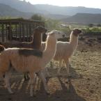 Llamas in Capitol Reef Park /     